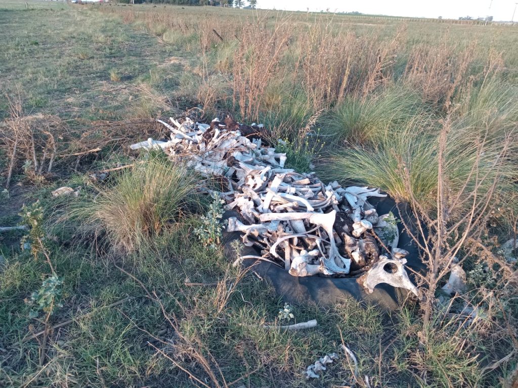 Compostaje : Una solución para la gestión de los animales muertos en el campo