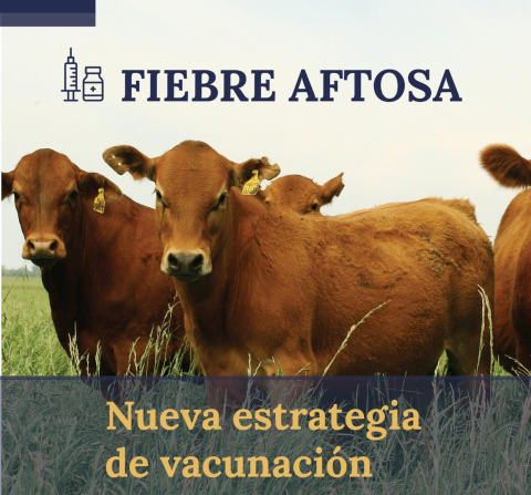 SENASA: modifica la estrategia de vacunación contra la aftosa - Informe