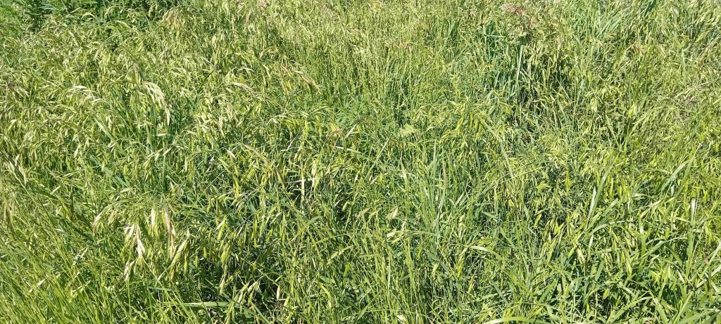 Buen año para invertir en pasturas
