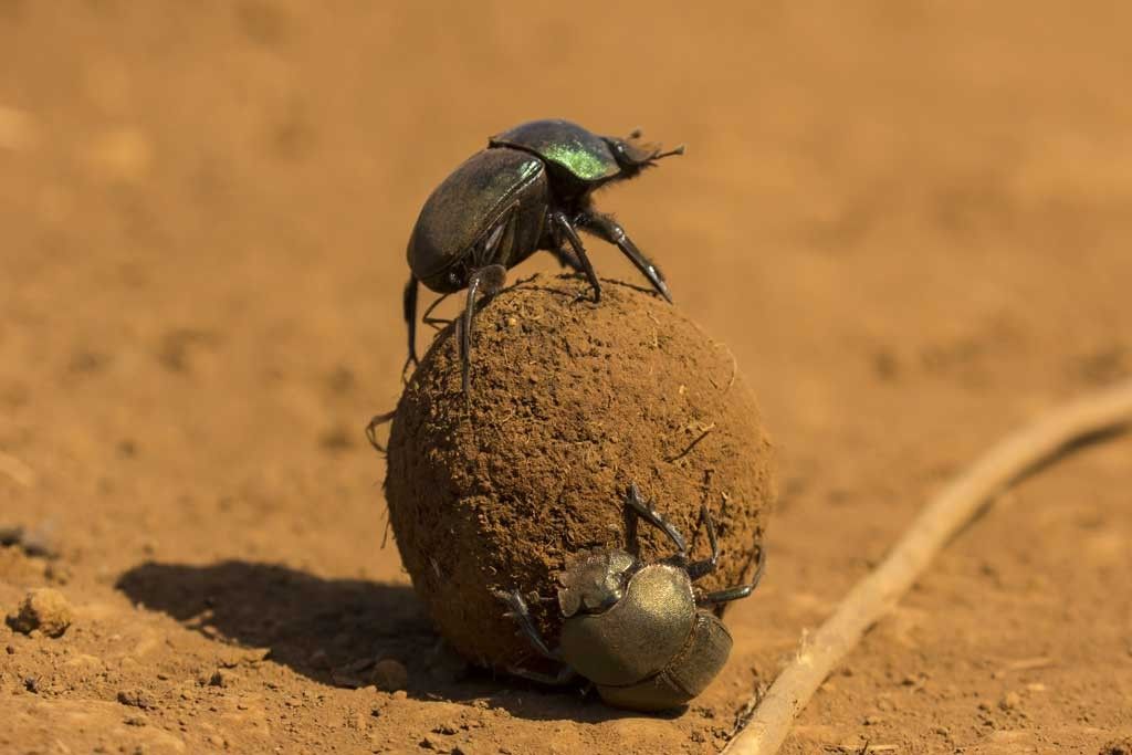 La vida secreta debajo de las pezuñas