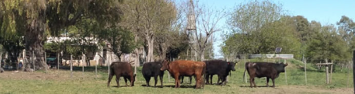 LAS VACAS DOMINAN LA ESCENA